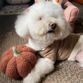 Load image into Gallery viewer, Collared Pet Cardigan - WizzPaw