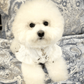 Load image into Gallery viewer, New Chinese-Style Pet Qipao - Rose of the Moon - WizzPaw