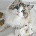 Load image into Gallery viewer, New Chinese-Style Pet Qipao - Rose of the Moon - WizzPaw