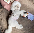 Load image into Gallery viewer, Pet Bunny Ear Cloak - WizzPaw