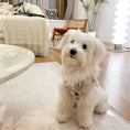 Load image into Gallery viewer, Pet Corduroy Vest - WizzPaw