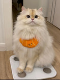 Load image into Gallery viewer, Pet Croissant Bandana - WizzPaw