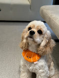 Load image into Gallery viewer, Pet Croissant Bandana - WizzPaw