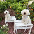 Load image into Gallery viewer, Pet Glow-in-the-Dark Straps - WizzPaw