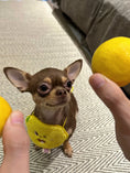 Load image into Gallery viewer, Pet Lemon Bandana - WizzPaw