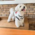Load image into Gallery viewer, Pet Printed Striped Vest - WizzPaw