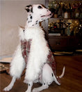 Load image into Gallery viewer, Pet Red Plaid Double-Layered Fleece Lined Outfit and Cape - WizzPaw