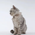 Load image into Gallery viewer, Pet Retro Dyed Shirt Collar - WizzPaw