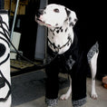 Load image into Gallery viewer, Pet Two-Tone Colorblock Tie-Up Faux Two-Piece Outfit - WizzPaw