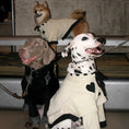 Load image into Gallery viewer, Pet Two-Tone Colorblock Tie-Up Faux Two-Piece Outfit - WizzPaw