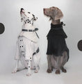 Load image into Gallery viewer, Pet Waterproof Two-Tone Windbreaker - Thick and Thin Versions - WizzPaw
