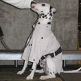 Load image into Gallery viewer, Pet Waterproof Two-Tone Windbreaker - Thick and Thin Versions - WizzPaw