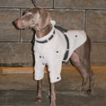 Load image into Gallery viewer, Pet Waterproof Two-Tone Windbreaker - Thick and Thin Versions - WizzPaw