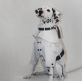 Load image into Gallery viewer, Pet Waterproof Two-Tone Windbreaker - Thick and Thin Versions - WizzPaw
