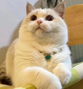 Load image into Gallery viewer, Sissi's Heart-Pet Pearl Necklace Collar - WizzPaw
