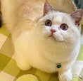 Load image into Gallery viewer, Sissi's Heart-Pet Pearl Necklace Collar - WizzPaw