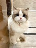 Load image into Gallery viewer, Star-Pet Pearl Necklace Collar - WizzPaw
