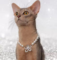Load image into Gallery viewer, Starflower-Pet Pearl Necklace Collar - WizzPaw