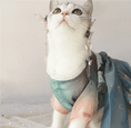 Load image into Gallery viewer, Traditional Chinese Style Pet Hanfu Dress - Lychee - WizzPaw