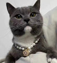 Load image into Gallery viewer, Viennese Waltz-Pet Pearl Necklace Collar - WizzPaw