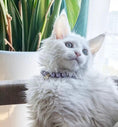 Load image into Gallery viewer, Wind Chime-Pet Pearl Necklace Collar - WizzPaw