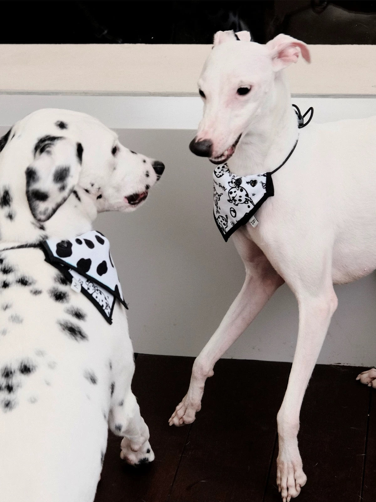 Pet Dalmatian Series Double-Sided Cotton Drool Cloth