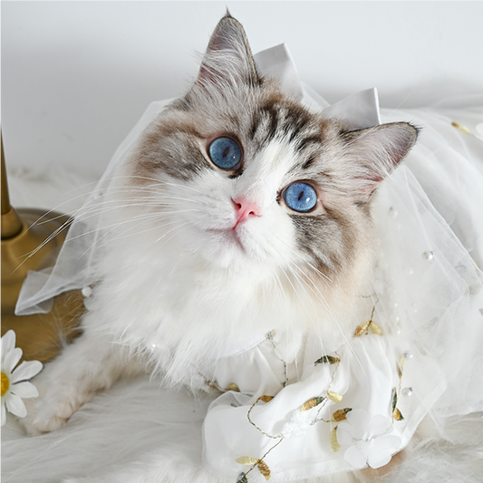 Pet Wedding Veil