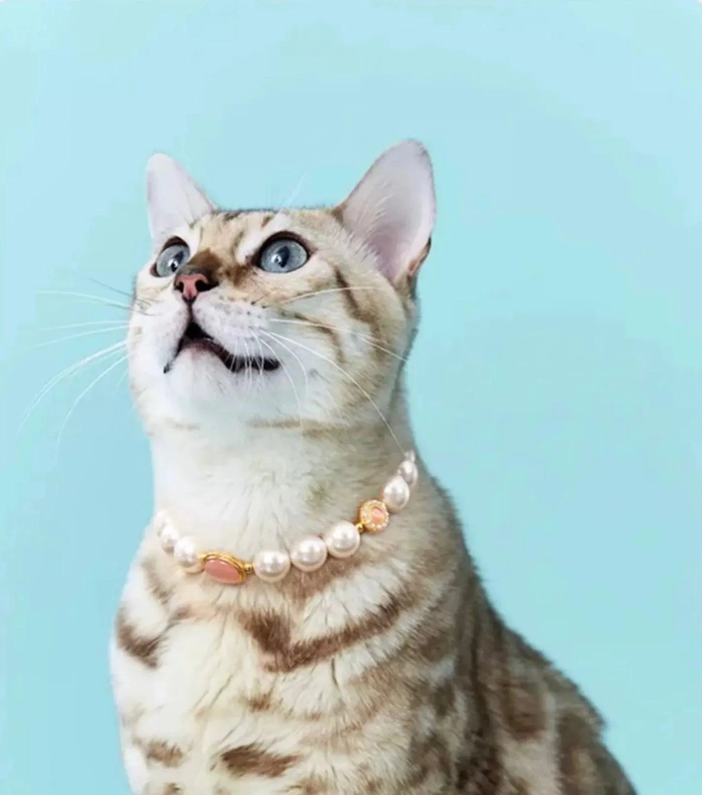 Confession Balloon-Pet Pearl Necklace Collar - WizzPaw