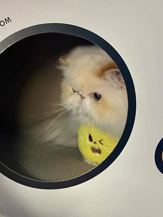 Pet Lemon Bandana