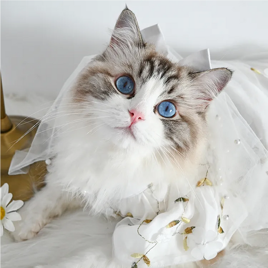 Pet Wedding Veil - WizzPaw